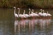 Flamingo flock