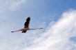 Free flight