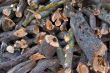 Fire wood for the winter