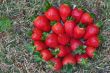 Fresh berries of a strawberry