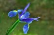 Spring flower.
