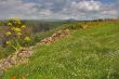 Blossoming Golan heights