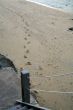 Beach footsteps