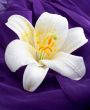 Macro shot white flower