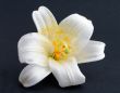 Macro shot white flower