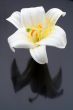 Macro shot white flower with reflecting