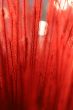Red Fronds