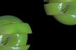 Sliced Apple