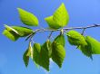 Birch leaves and blue sky