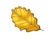 Brown autumn oak leaf, illustration