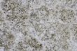 Limestone background