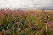 wild heather bunch
