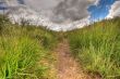 inside a wild path