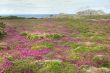 coastline heath