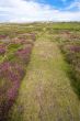heather path