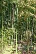 Bamboo Forest