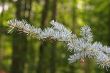 Fir Bough