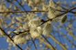 the pussy willow