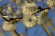 the pussy willow