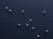 Flight of the white swans