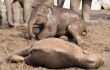 Baby elephants