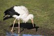 Stork