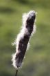 Bulrush