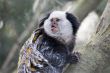 Marmoset