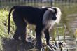 Lion-Tailed Macaque