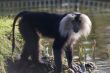 Lion tailed macaque