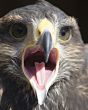 Harris hawk