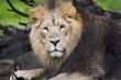 An asiatic lion