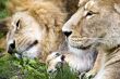 Sleepy lions