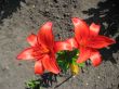 Dark Orange Lily