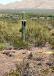  Young Arizona Saguaro Cactus short arms