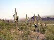  Desert Plants, Brush and Cactus on Watch