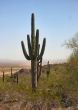  A string of Arizona Saguaro Cactus