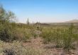  Arizona Saguaro Cactus in Desert Vista