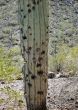  Saguaro close-up full of holes