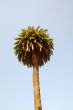 Tropical Palm tree