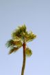 Tropical Palm tree
