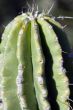 Cactus macro