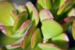 Cactus macro