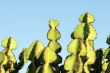 Cactus macro