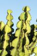 Cactus macro