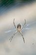 Spider in its web
