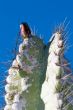 Cactus macro