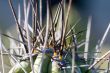 Cactus macro