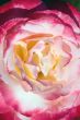 Closeup of a rose