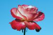 Closeup of a rose